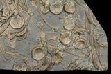Plate of Fossil Ichthyosaur Vertebrae, Teeth & Ribs - Germany #167806-3